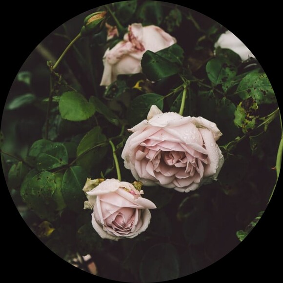 rainrosesthrift